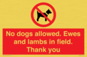 no-dogs-allowed-ewes-and-lambs-in-field-thank-you~