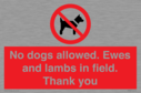 no-dogs-allowed-ewes-and-lambs-in-field-thank-you~