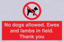 no-dogs-allowed-ewes-and-lambs-in-field-thank-you~