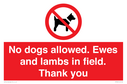no-dogs-allowed-ewes-and-lambs-in-field-thank-you~