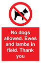 no-dogs-allowed-ewes-and-lambs-in-field-thank-you~