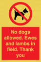 no-dogs-allowed-ewes-and-lambs-in-field-thank-you~