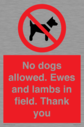 no-dogs-allowed-ewes-and-lambs-in-field-thank-you~