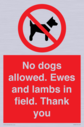 no-dogs-allowed-ewes-and-lambs-in-field-thank-you~