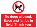 no-dogs-allowed-ewes-and-lambs-in-field-thank-you~