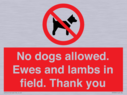 no-dogs-allowed-ewes-and-lambs-in-field-thank-you~