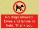 no-dogs-allowed-ewes-and-lambs-in-field-thank-you~