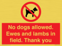 no-dogs-allowed-ewes-and-lambs-in-field-thank-you~