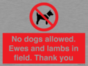 no-dogs-allowed-ewes-and-lambs-in-field-thank-you~