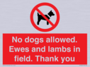 no-dogs-allowed-ewes-and-lambs-in-field-thank-you~