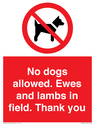no-dogs-allowed-ewes-and-lambs-in-field-thank-you~