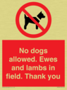 no-dogs-allowed-ewes-and-lambs-in-field-thank-you~