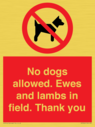 no-dogs-allowed-ewes-and-lambs-in-field-thank-you~