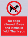 no-dogs-allowed-ewes-and-lambs-in-field-thank-you~