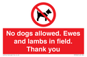 no-dogs-allowed-ewes-and-lambs-in-field-thank-you~