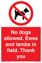 no-dogs-allowed-ewes-and-lambs-in-field-thank-you~