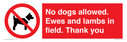 no-dogs-allowed-ewes-and-lambs-in-field-thank-you~