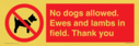no-dogs-allowed-ewes-and-lambs-in-field-thank-you~