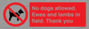 no-dogs-allowed-ewes-and-lambs-in-field-thank-you~