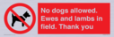 no-dogs-allowed-ewes-and-lambs-in-field-thank-you~