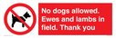 no-dogs-allowed-ewes-and-lambs-in-field-thank-you~