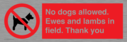 no-dogs-allowed-ewes-and-lambs-in-field-thank-you~