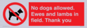 no-dogs-allowed-ewes-and-lambs-in-field-thank-you~