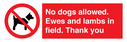 no-dogs-allowed-ewes-and-lambs-in-field-thank-you~