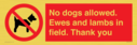 no-dogs-allowed-ewes-and-lambs-in-field-thank-you~
