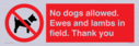 no-dogs-allowed-ewes-and-lambs-in-field-thank-you~