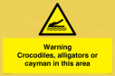 warning-crocodiles-alligators-or-cayman-in-this-area~