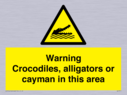 warning-crocodiles-alligators-or-cayman-in-this-area~